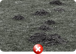 Ruined Lawns,Messy Holes