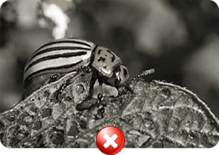 Pests SpreadingHarmful Diseases